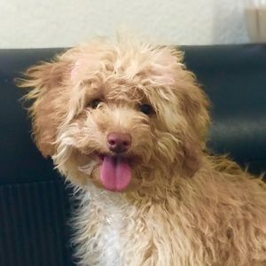 Meet your Posher, Brenda